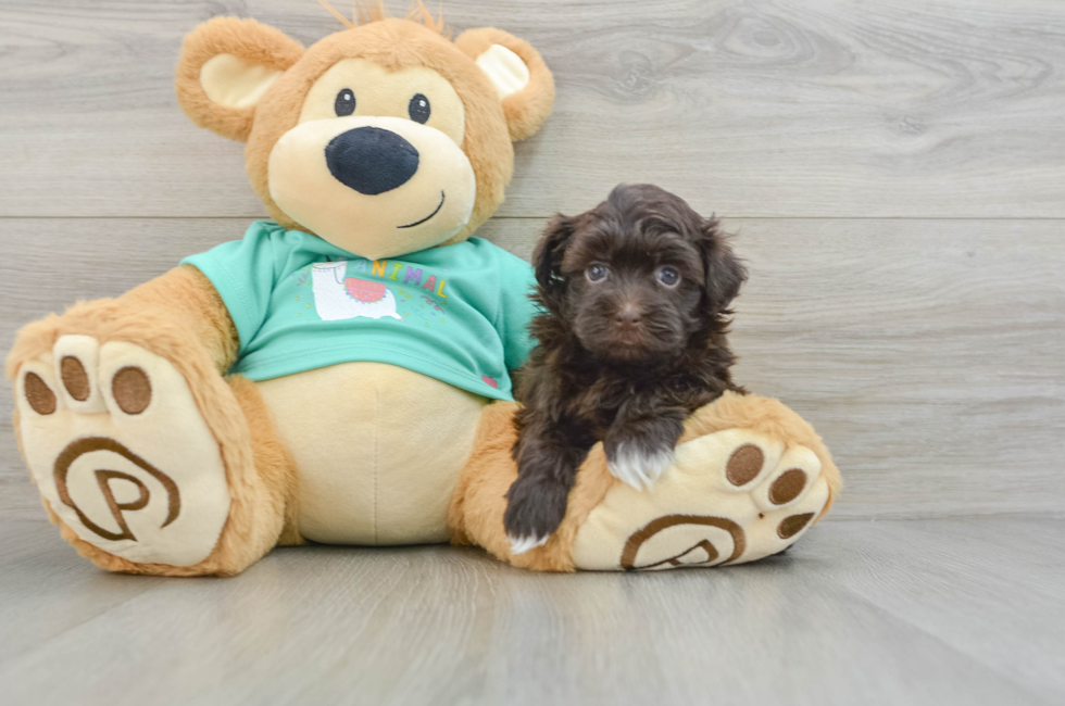 6 week old Havanese Puppy For Sale - Pilesgrove Pups