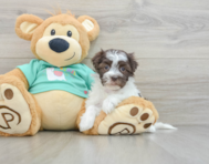 7 week old Havanese Puppy For Sale - Pilesgrove Pups