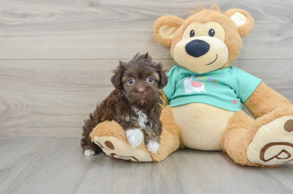 6 week old Havanese Puppy For Sale - Pilesgrove Pups