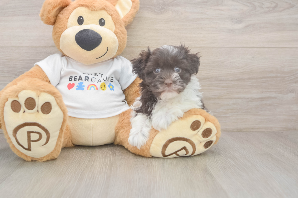 6 week old Havanese Puppy For Sale - Pilesgrove Pups