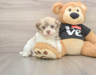 5 week old Havanese Puppy For Sale - Pilesgrove Pups