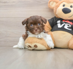 5 week old Havanese Puppy For Sale - Pilesgrove Pups