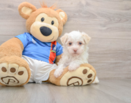 5 week old Havanese Puppy For Sale - Pilesgrove Pups