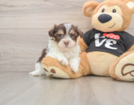 5 week old Havanese Puppy For Sale - Pilesgrove Pups