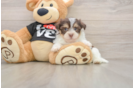 Best Havanese Baby