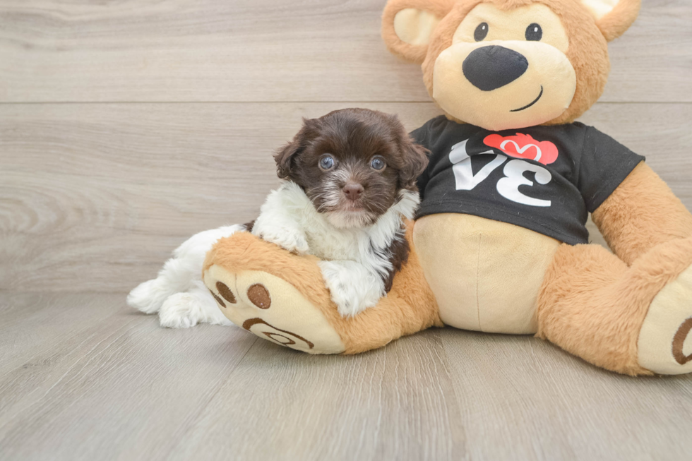 Akc Registered Havanese Purebred Pup