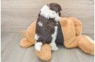 Playful Havanese Purebred Pup