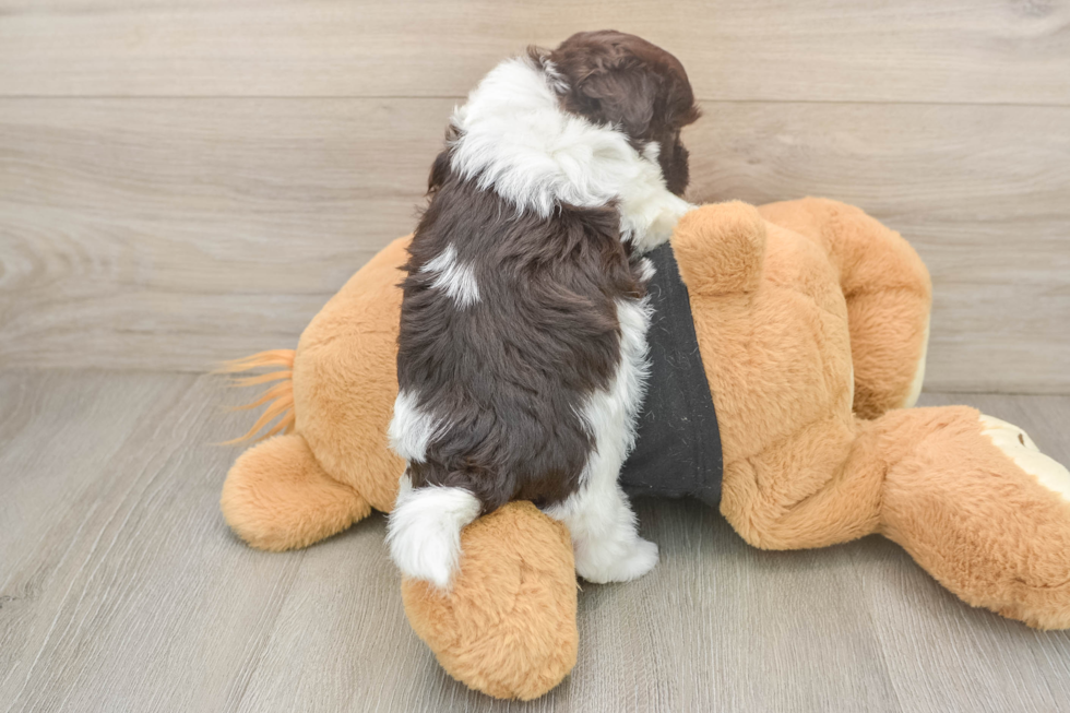 Playful Havanese Purebred Pup