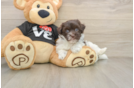 Best Havanese Baby
