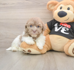 5 week old Havanese Puppy For Sale - Pilesgrove Pups