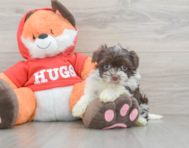 7 week old Havanese Puppy For Sale - Pilesgrove Pups
