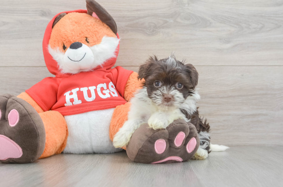 5 week old Havanese Puppy For Sale - Pilesgrove Pups