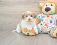 5 week old Havanese Puppy For Sale - Pilesgrove Pups