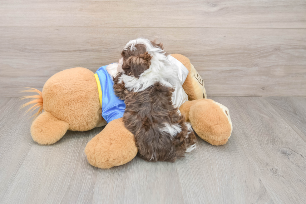 Havanese Pup Being Cute
