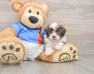 5 week old Havanese Puppy For Sale - Pilesgrove Pups