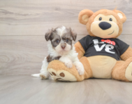 5 week old Havanese Puppy For Sale - Pilesgrove Pups