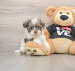 7 week old Havanese Puppy For Sale - Pilesgrove Pups