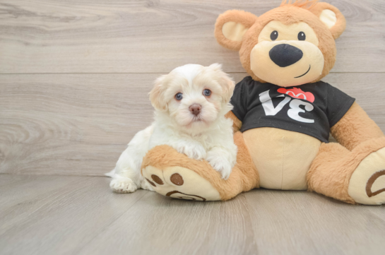 Havanese Puppy for Adoption