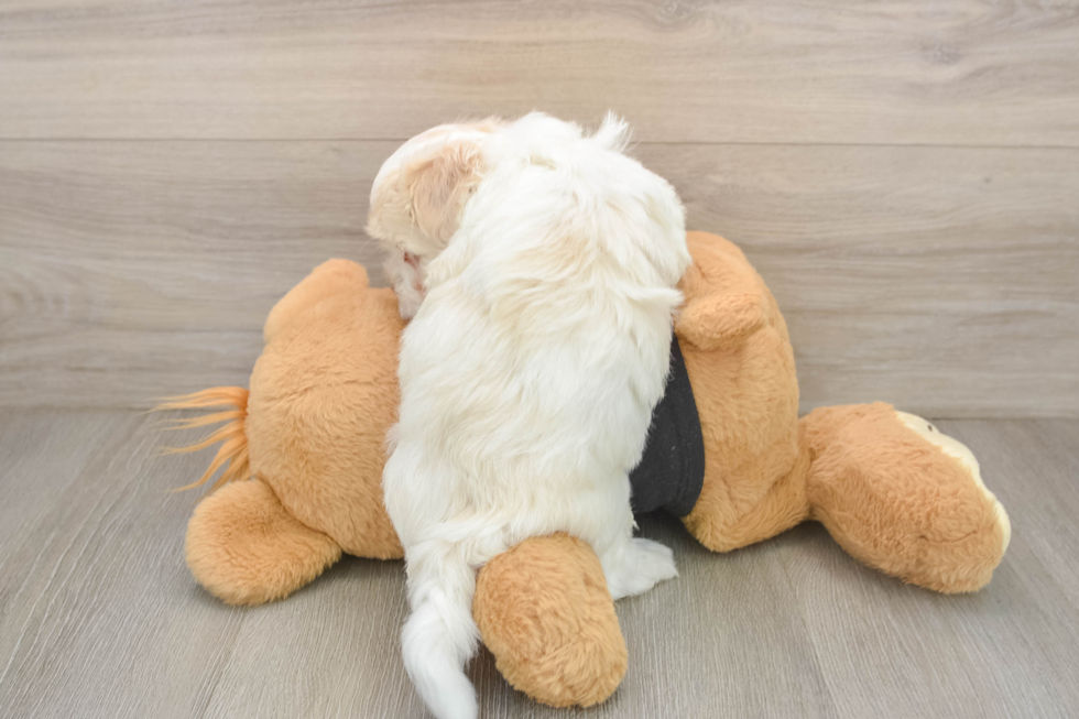 Popular Havanese Baby