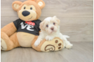 Best Havanese Baby