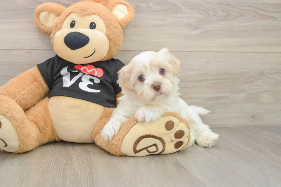 Best Havanese Baby
