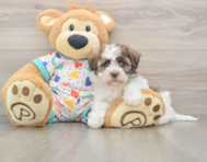 5 week old Havanese Puppy For Sale - Pilesgrove Pups