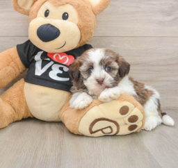 5 week old Havanese Puppy For Sale - Pilesgrove Pups