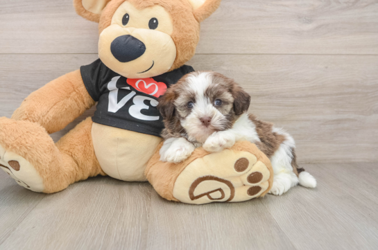 TEAL, a Havanese littermate