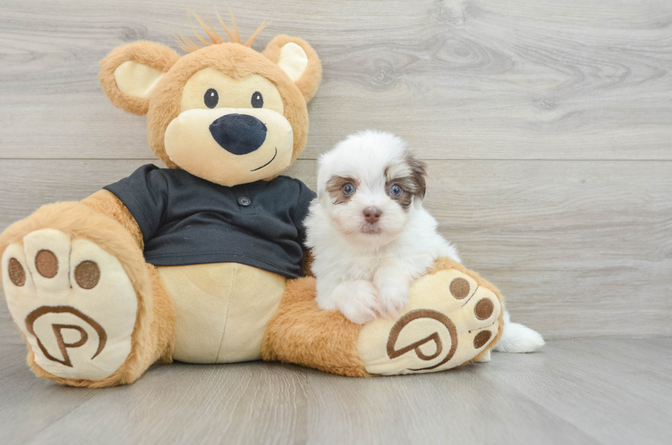 6 week old Havanese Puppy For Sale - Pilesgrove Pups