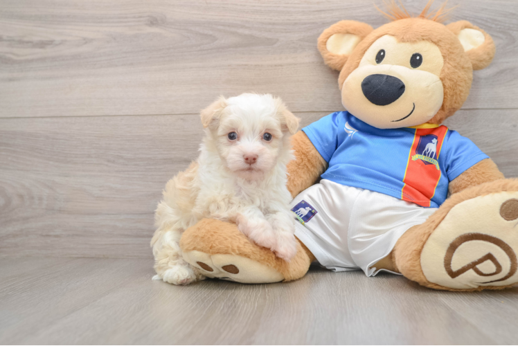 Havanese Puppy for Adoption