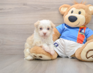 5 week old Havanese Puppy For Sale - Pilesgrove Pups