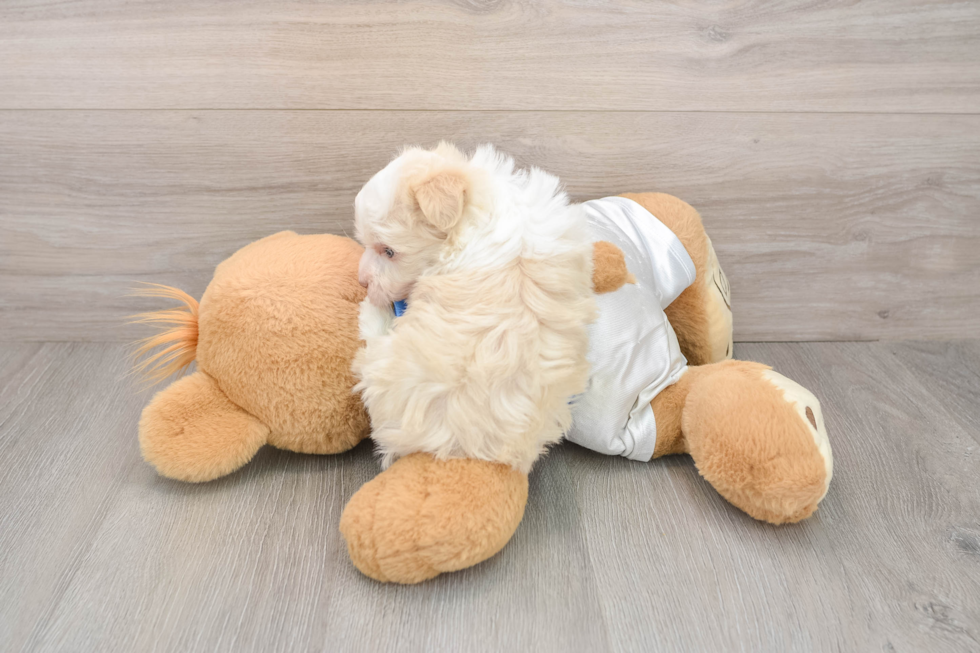 Friendly Havanese Purebred Pup