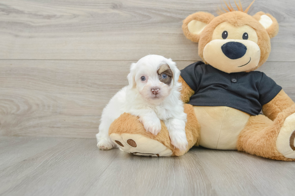 6 week old Havanese Puppy For Sale - Pilesgrove Pups