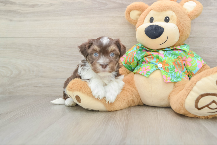 Funny Havanese Purebred Pup