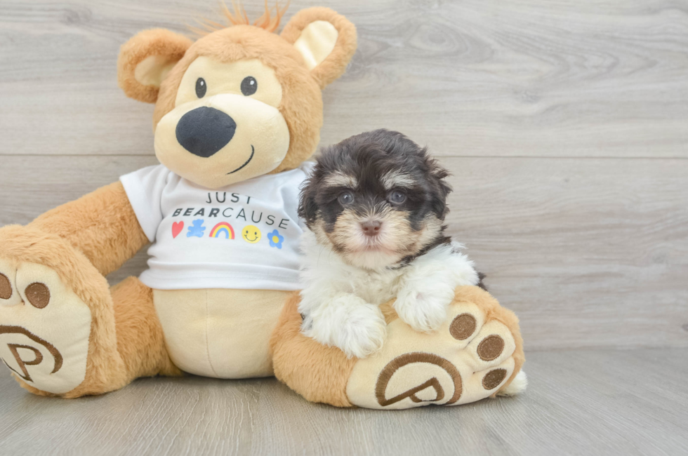 6 week old Havanese Puppy For Sale - Pilesgrove Pups