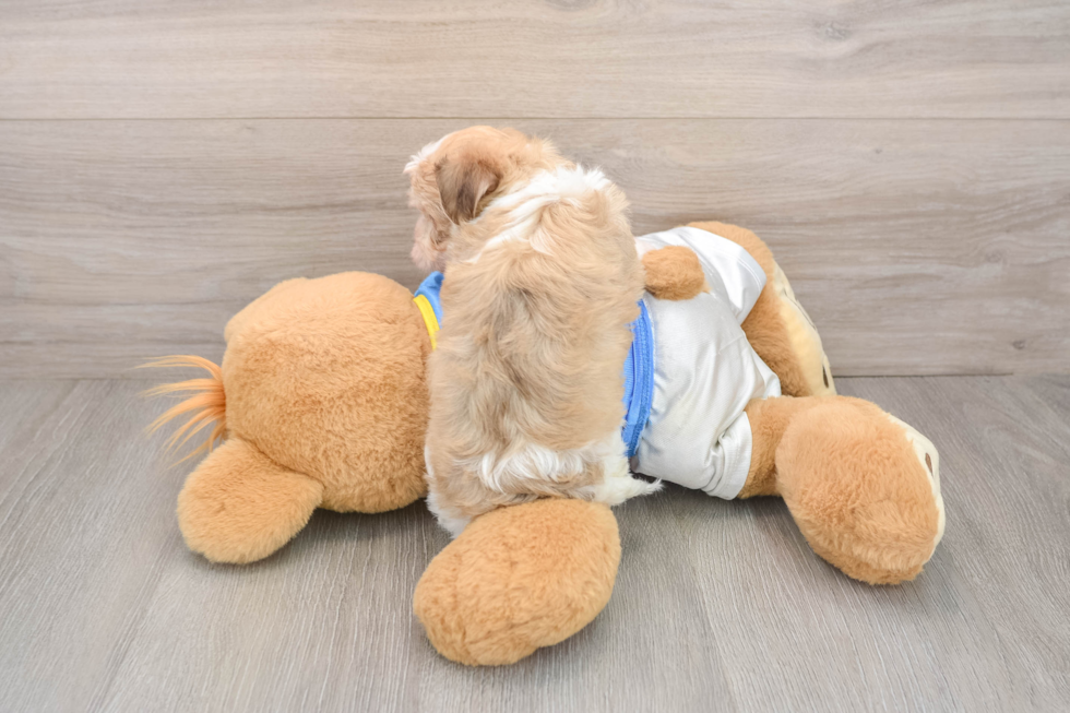 Energetic Havanese Cuban Bichon Purebred Puppy