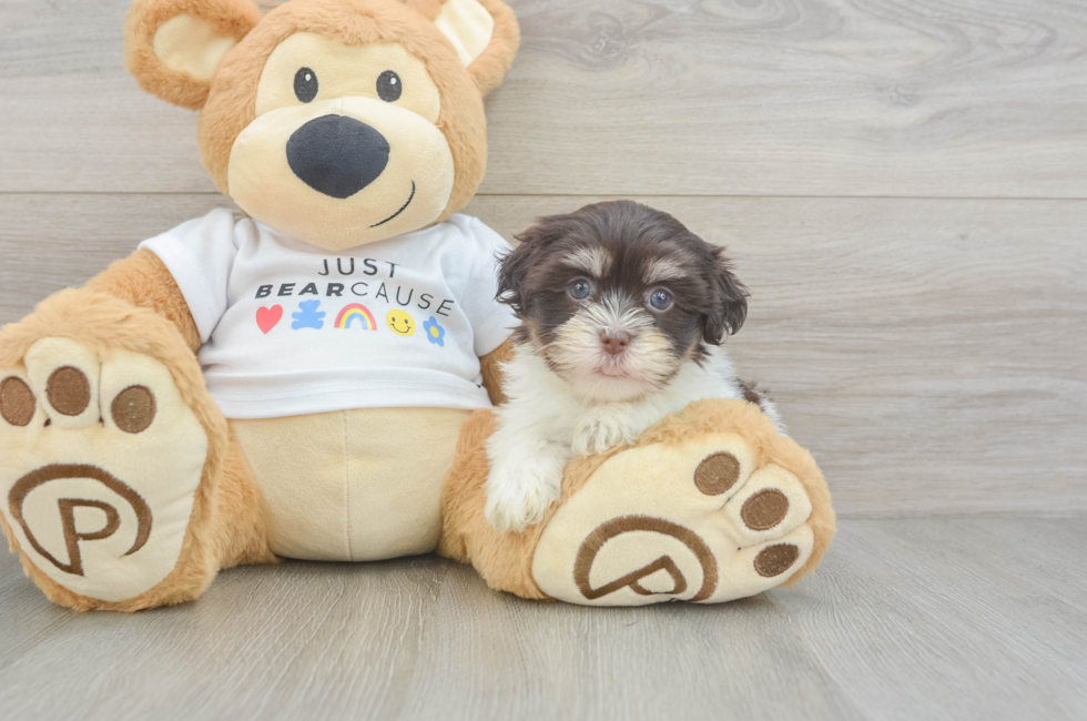 6 week old Havanese Puppy For Sale - Pilesgrove Pups
