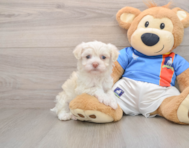 5 week old Havanese Puppy For Sale - Pilesgrove Pups