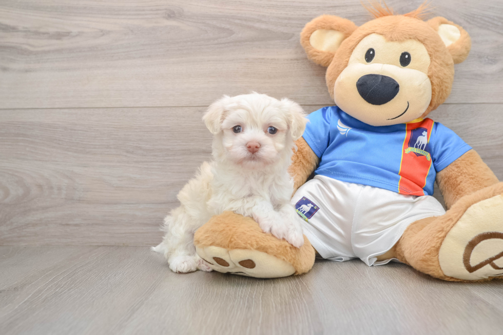 Energetic Bichon Habanero Purebred Puppy