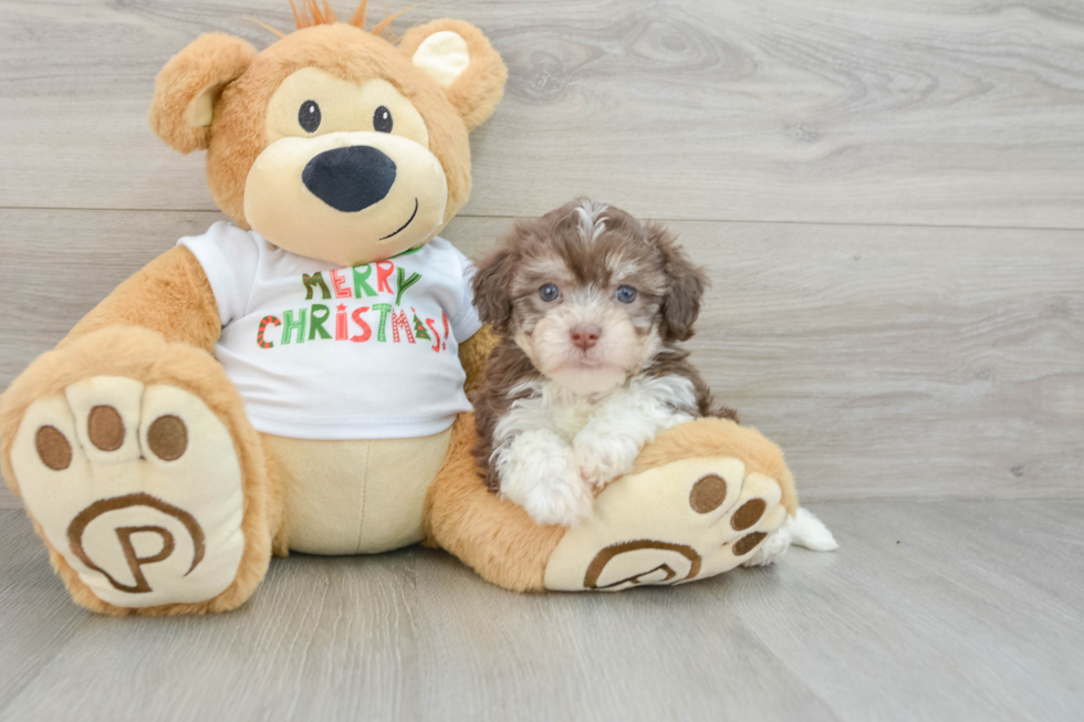 Havanese Pup Being Cute