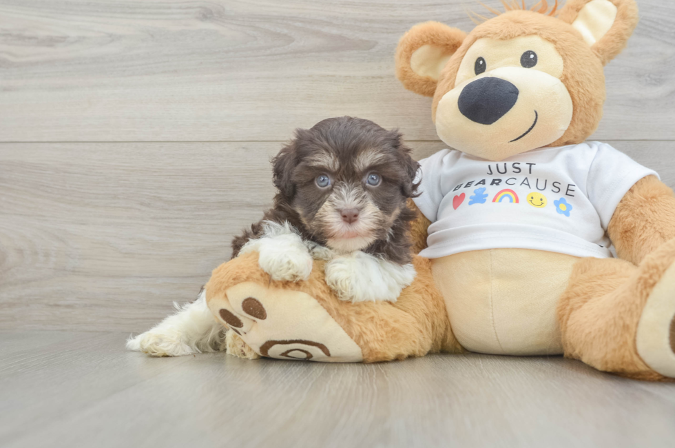 6 week old Havanese Puppy For Sale - Pilesgrove Pups