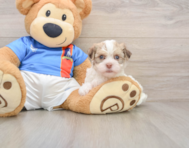 5 week old Havanese Puppy For Sale - Pilesgrove Pups