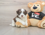 5 week old Havanese Puppy For Sale - Pilesgrove Pups