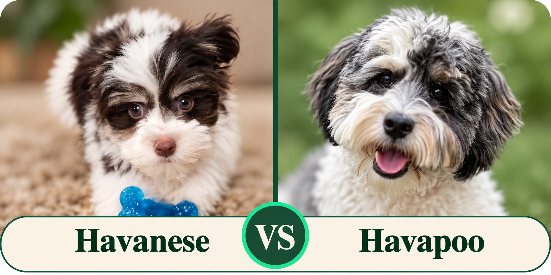 Havanese Vs Havapoo Comparison