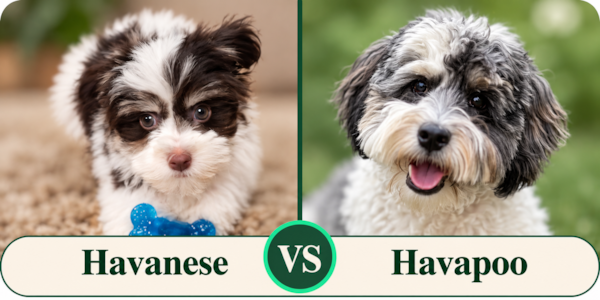 Havanese vs Havapoo: Which Is Right for You?