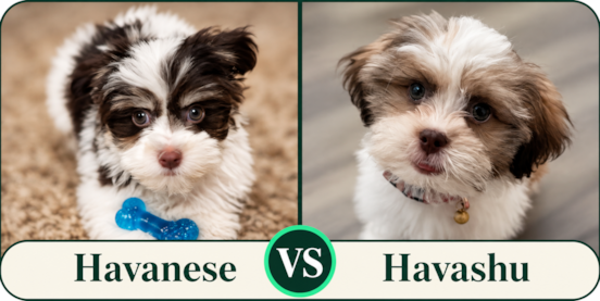 Havanese Vs Havashu Comparison