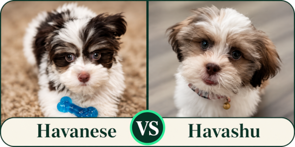 Havanese vs Havashu: Which Is Right for You?