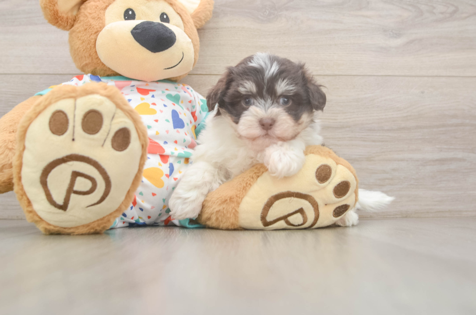7 week old Havanese Puppy For Sale - Pilesgrove Pups