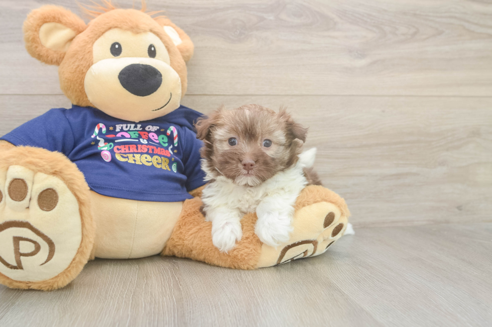 Smart Havaneser Purebred Puppy