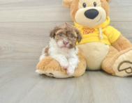 7 week old Havanese Puppy For Sale - Pilesgrove Pups